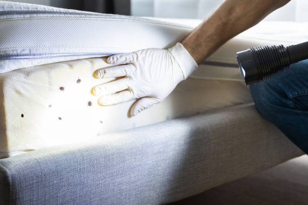 Best Local Pest Control Services  in Bloomfield, NY
