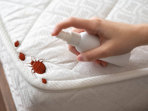Best Flea Control Services  in Bloomfield, NY