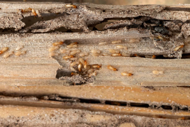 Best Exterminator Services  in Bloomfield, NY